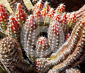 Photography of Stenocereus alamosensisÂ octopus cactusÂ orÂ cina